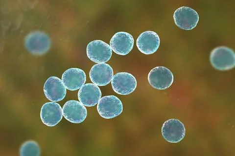 Staphylococcus bacteria, 3D illustration. Illustrazione stock