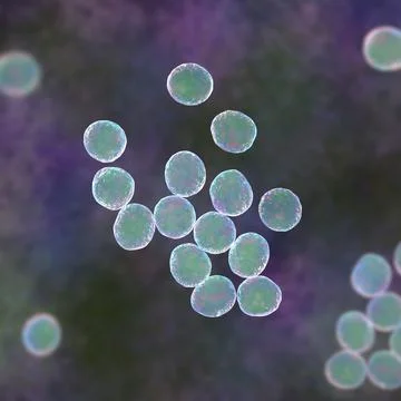 Staphylococcus bacteria, 3D illustration. Stock Illustration