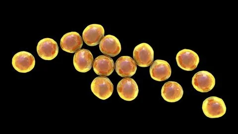 Staphylococcus bacteria, 3D illustration. Ilustração Stock