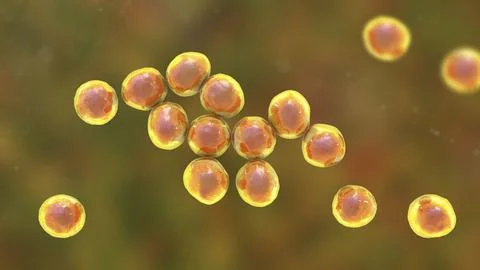 Staphylococcus bacteria, 3D illustration. Illustrazione stock