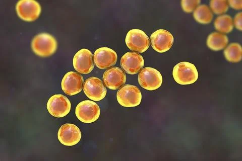 Staphylococcus bacteria, 3D illustration. Ilustração Stock