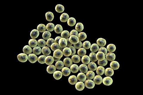 Staphylococcus bacteria, 3D illustration. Ilustração Stock