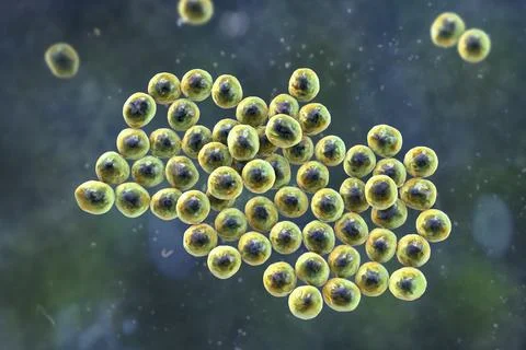 Staphylococcus bacteria, 3D illustration. Ilustração Stock