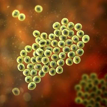 Staphylococcus bacteria, 3D illustration. Illustrazione stock