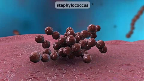 Staphylococcus Bacteria ... Stock-Footage 305167316