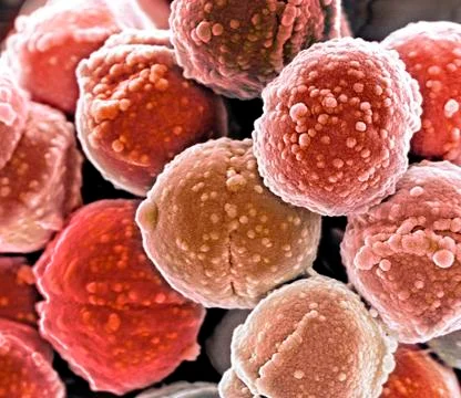 Staphylococcus bacteria, SEM Illustrazione stock