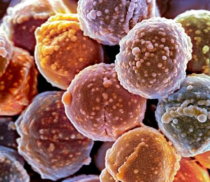 Staphylococcus bacteria, SEM Ilustração Stock