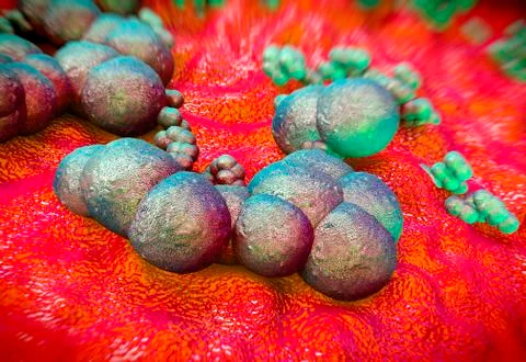 Staphylococcus epidermidis bacteria Illustrazione stock
