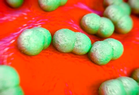 Staphylococcus epidermidis bacteria Illustrazione stock