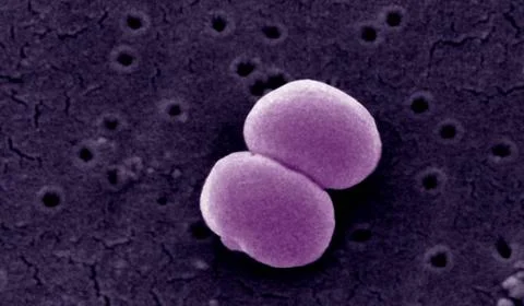  Staphylococcus epidermidis Scanning Electron Micrograph of Staphylococcus... Stock Photos