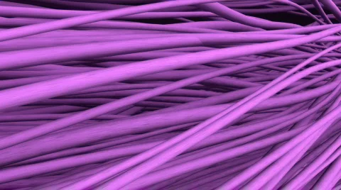 Staphylococcus Video stock 375007