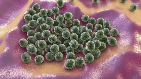 Staphylococcus lugdunensis bacteria, 3D illustration Illustrazione stock