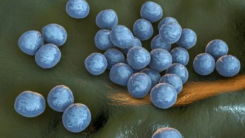 Staphylococcus lugdunensis bacteria, 3D illustration Ilustração Stock