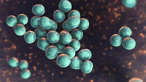 Staphylococcus lugdunensis bacteria, 3D illustration Illustrazione stock