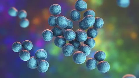 Staphylococcus lugdunensis bacteria, 3D illustration Illustrazione stock