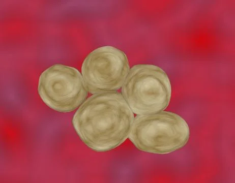 Staphylokokkus aureus Stockillustratie