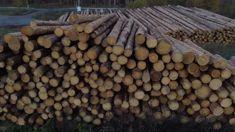 Staple of Spruce Stock Footage 143897171