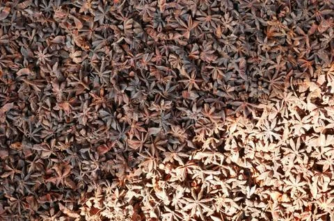 Star anise background. Stock Photos