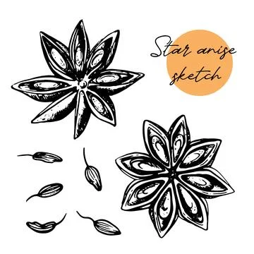 Star anise hand drawn vector illustration. Isolated sketch of anise star Stock Illustration