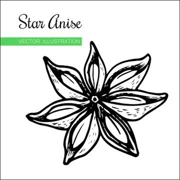 Star Anise  Stock Illustration