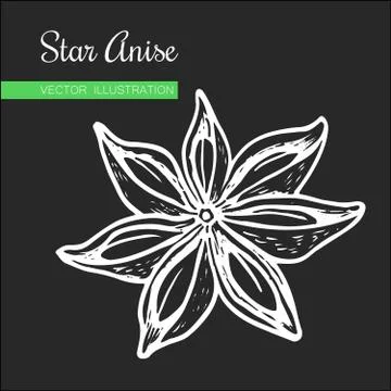  Star Anise  Stock-Illustration