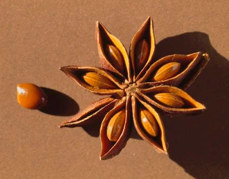 Star anise, opened Stock Photos