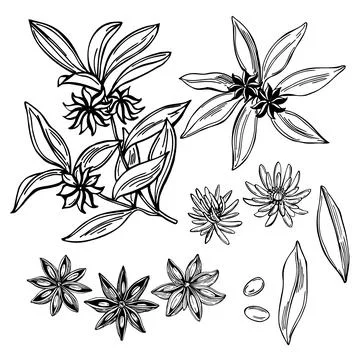 Star anise. Vector illustration. Stock Illustration