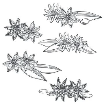 Star anise. Vector illustration. Stock Illustration