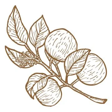 Star apple caimito vector illustration isolated on a white background Stock Illustration