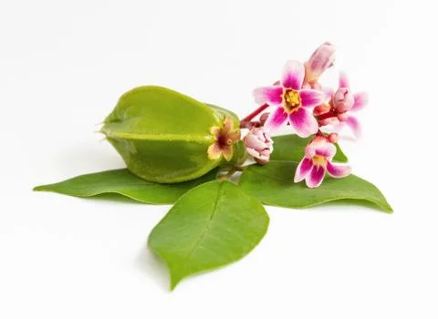 Star apple fruit Stock Photos