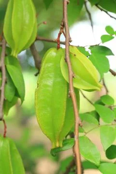 Star apple fruit on tree. Stock Photos