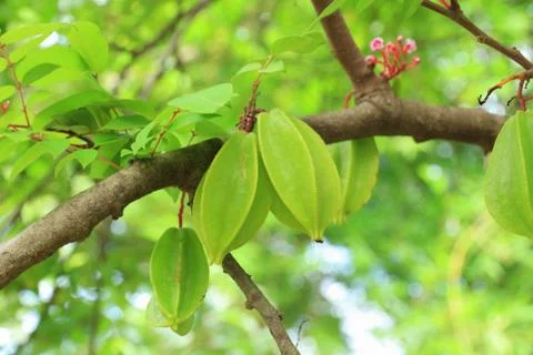 Star apple fruit on tree. Stock Photos