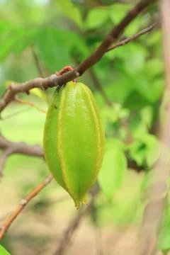 Star apple fruit on tree. Stock Photos