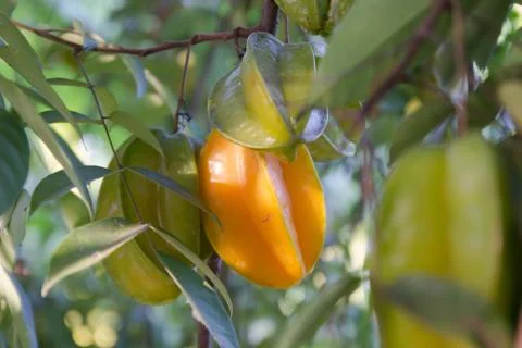 Star apple Stock Photos