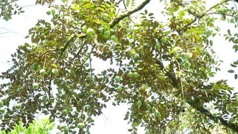 Star Apple Tree Canopy with Abundant Fruit Low Angle Vietnam Stock-Footage 327012316