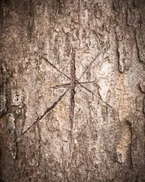 Star on bark pattern Stock Photos