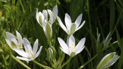 Star of Bethlehem Flower blooming in spring Stock Footage 108089912