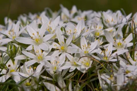 Star of Bethlehem flower Stock Photos