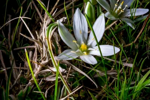 Star of Bethlehem flower Stock Photos