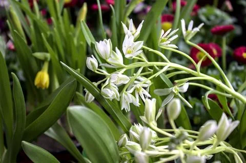 Star of Bethlehem in the garden Stock Photos