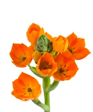 Star of bethlehem Stock Photos