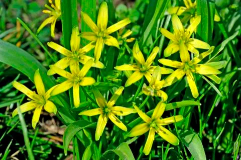 Star of bethlehem Stock Photos