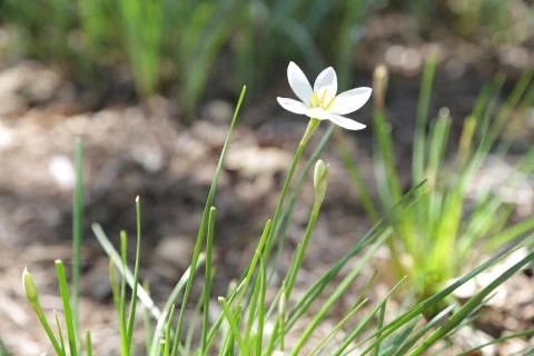 Star of Bethlehem Foto stock