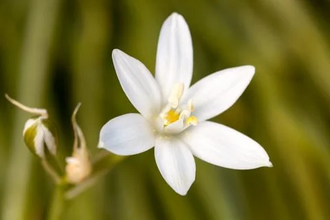 The Star of Bethlehem Stock Photos