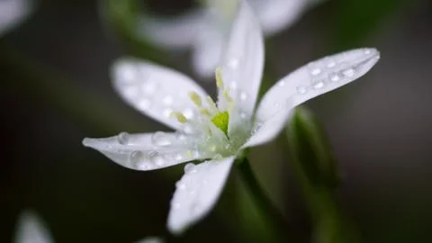 Star of Bethlehem 库存照片