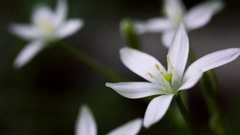 Star of Bethlehem 스톡 사진