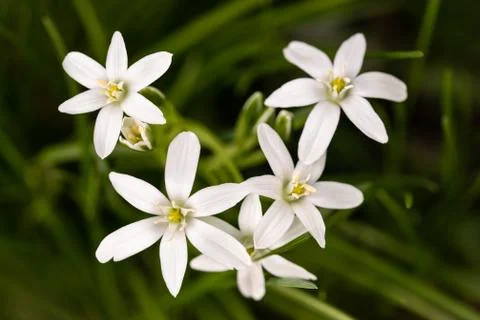 Star of  bethlehem Stock Photos