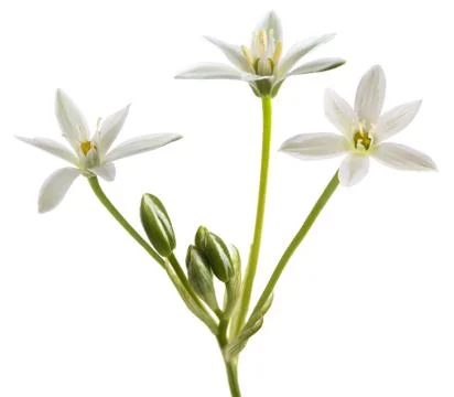 Star of  bethlehem Stock Photos