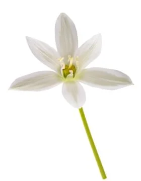 Star of  bethlehem Stock Photos
