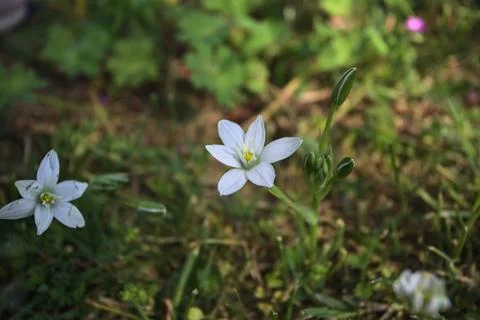 Star-of-Bethlehem Stock Photos